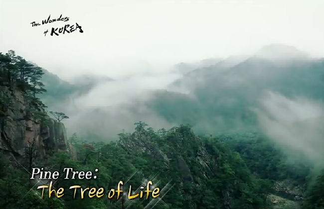 The Wonders of Korea-Ep.4 Pine Tree: The tree of life