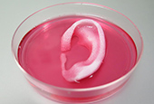 3-D printed tissue comes to life 