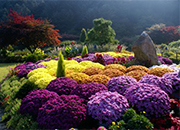 Chrysanthemum Festival of The Garden of Morning Calm 