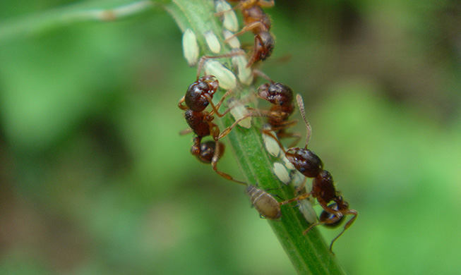 Global warming causes ants to move uphill