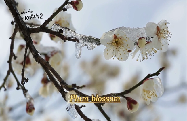 Noble Spirit of Life, Four Gracious Plants [The Wonders of Korea 2 / 2016.10.28] 