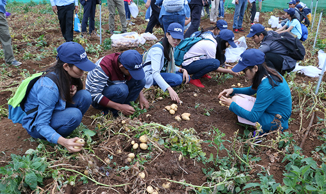 Seed potatoes developed in Korea flourish in Cambodia