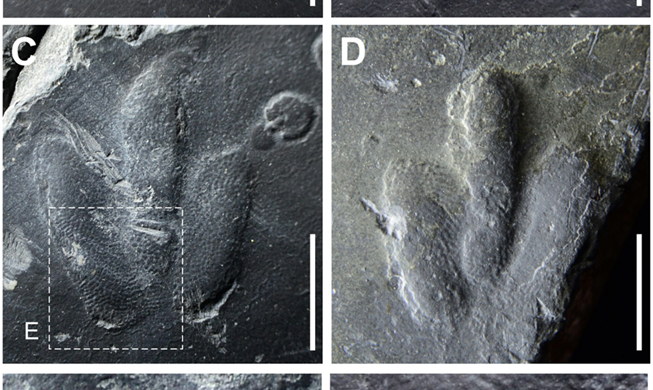Dinosaur footprints with skin traces found for 1st time in Korea