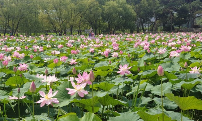 Semiwon Lotus Flower Festival