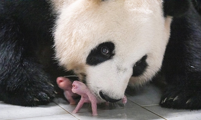 Photo of first domestically born twin pandas earns Time honor