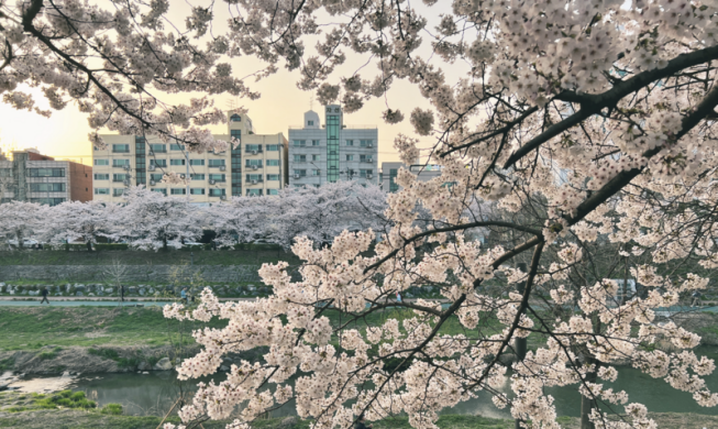 Northwestern Seoul district hosts <font color='red'>cherry</font> <font color='red'>blossom</font> <font color='red'>festival</font>