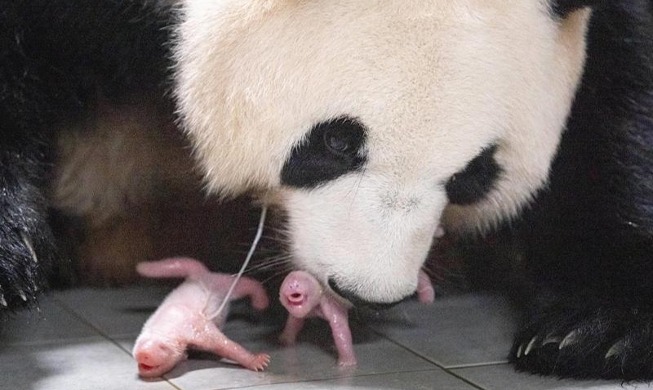 🎧 First twin giant panda cubs born in Korea announced