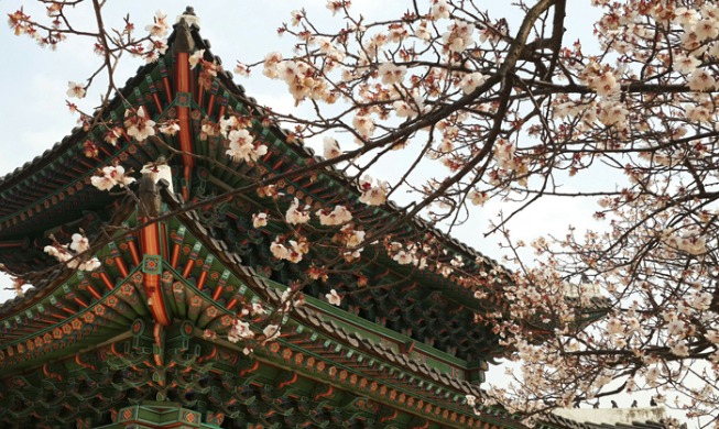 My letter to Korea's beautiful cherry blossoms