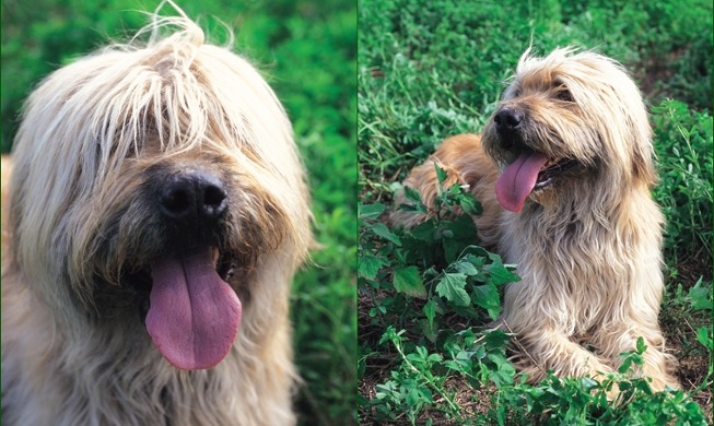 [Elias' stamps of Korea] 3 famous indigenous dog breeds