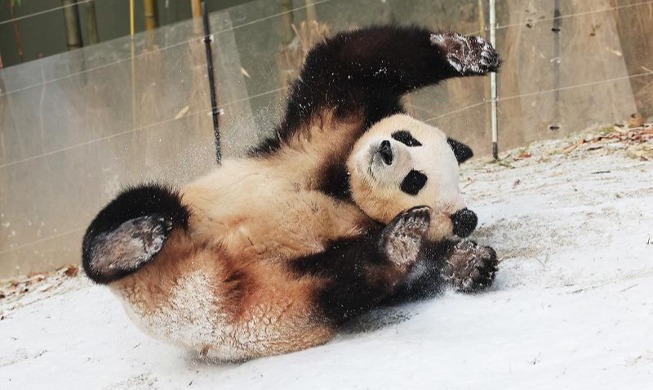 Giant panda Fu Bao rolls on snow