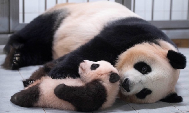 1st giant panda cub born in Korea named Fu Bao