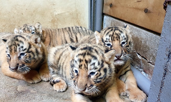 5 cubs born to endangered Korean tiger family