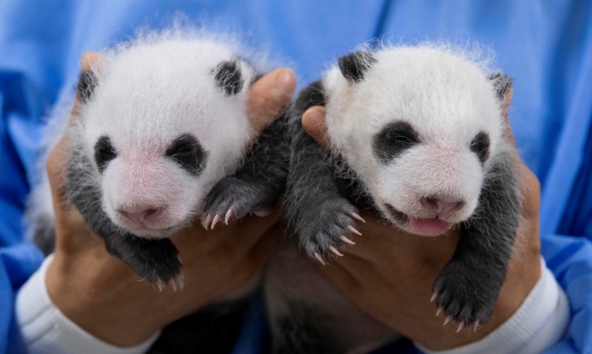 Photos of month-old twin panda cubs released