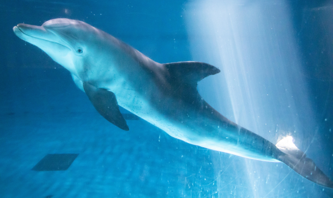 🎧 Last captive dolphin Bibongi to be released to the wild