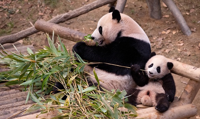 Giant panda cub grows up fast, seems playful and curious