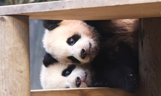 Twin giant panda cubs begin public debut