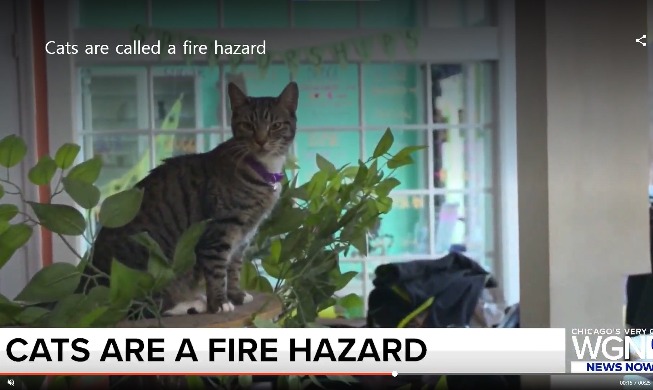 US media issue 'cat arson warning' quoting Seoul fire dept.