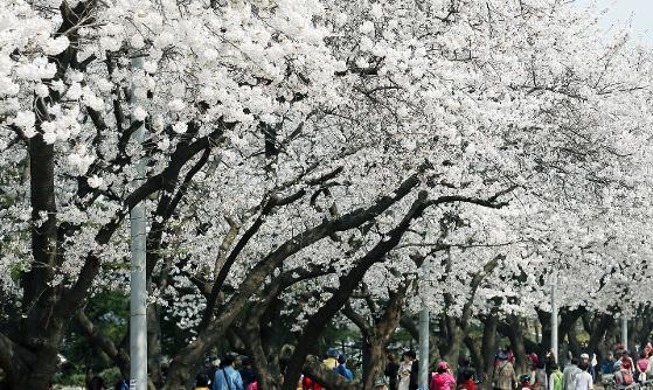 [Korea.net on YouTube this week] Cherry blossoms in Seoul's Yeouido area