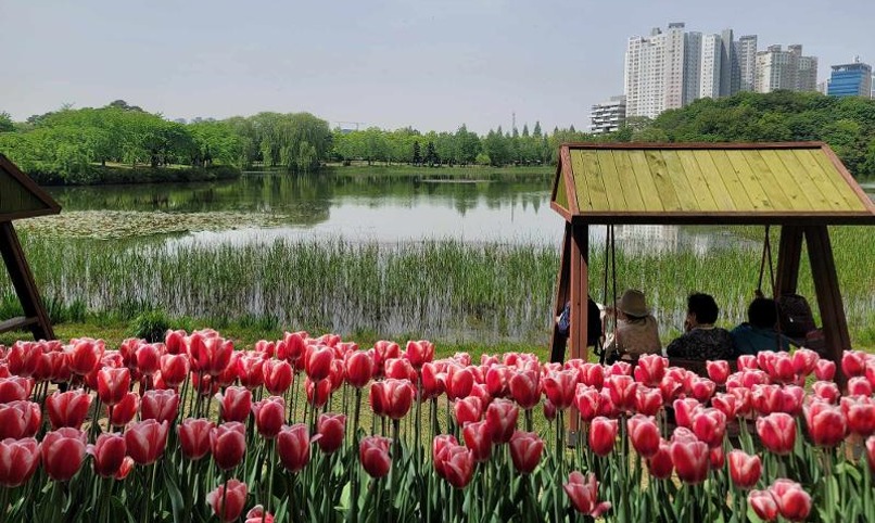 Northern Seoul suburb hosts festival of 100 million flowers