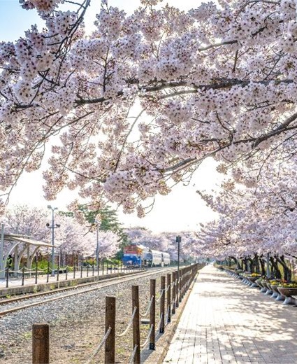 Forbes names 5 must-visit cherry blossom spots in Korea