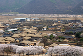 伝統文化の原型、河回村