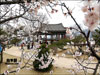 Cheongpungho Cherry Blossoms Festival