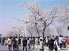 Yeouido Spring Flowers Festival