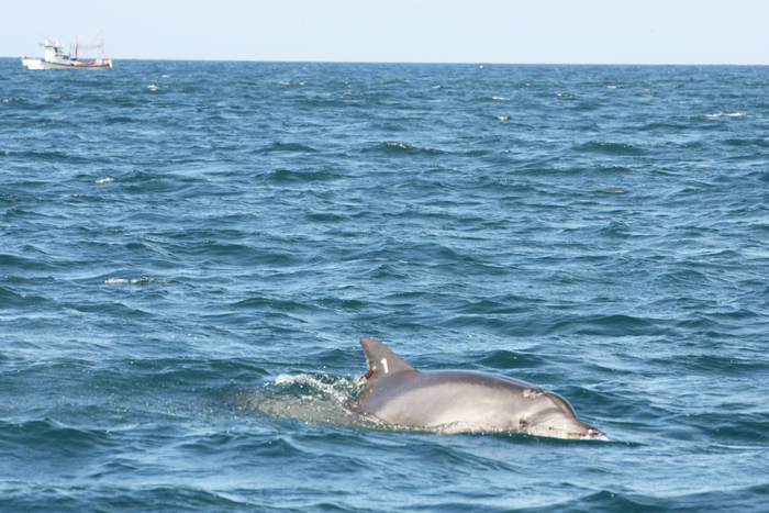 130723_Korea_dolphine2.jpg