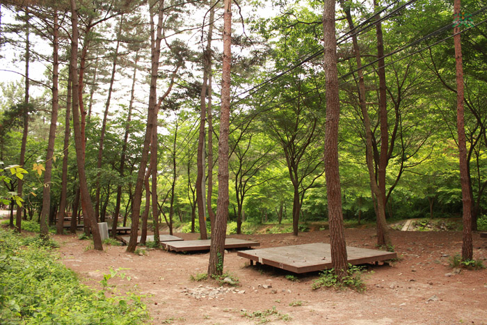 Huirisan Pine Tree Recreation Forest