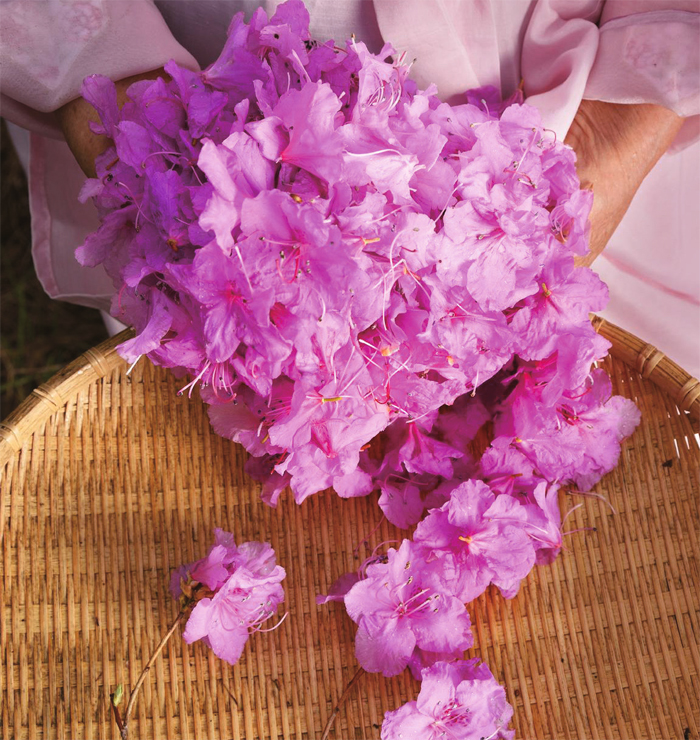 Azalea flowers picked from Amisan Mountain