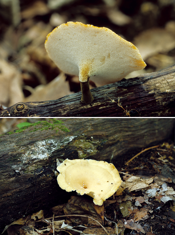 140102_korea_nature_mushroom.jpg