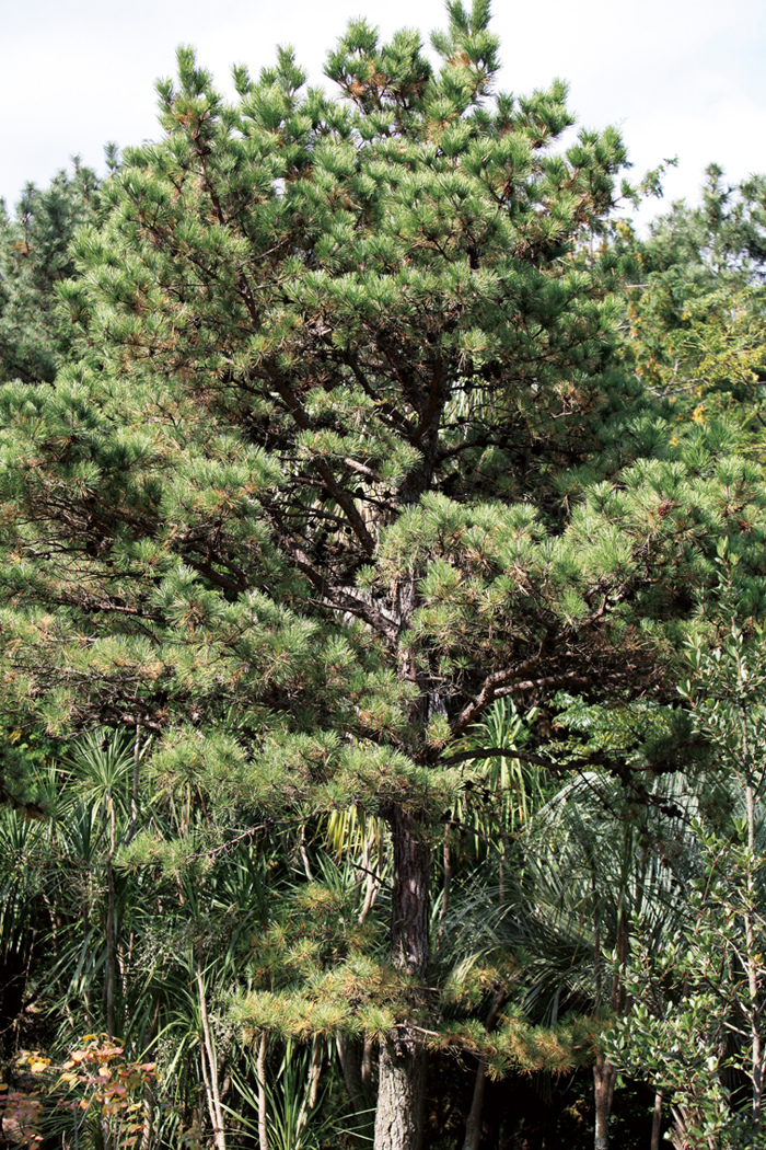 140102_korea_nature_tree3.jpg