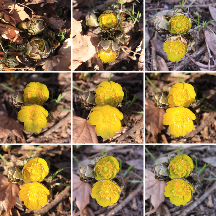 The Adonis flower bloomed early this year, on February 4, in the Hongneung Arboretum in Seoul. (From top left) Photographs of the flower taken at 9:47, 10:36, 11:36, 12:43, 13:39, 14:41, 15:40, 16:39, 17:38, respectively. (photos courtesy of the KFS)