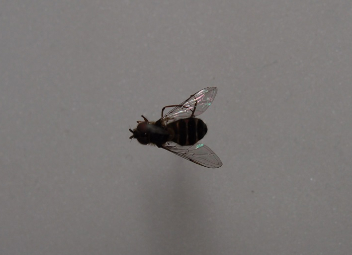  Betasyrphus serarius