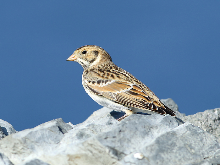 Calcarius lapponicus