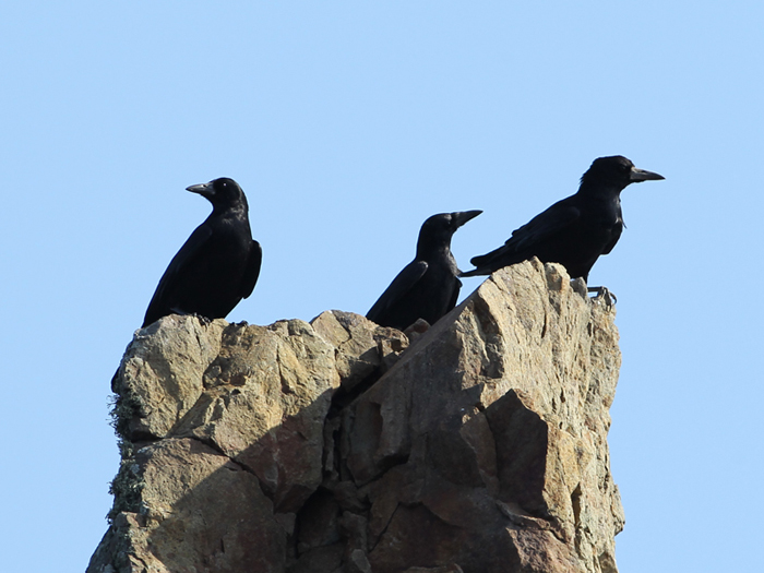 Corvus frugilegus