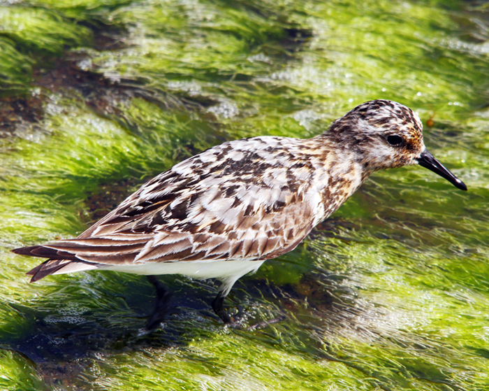 Calidris alba