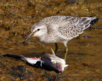 Calidris canutus