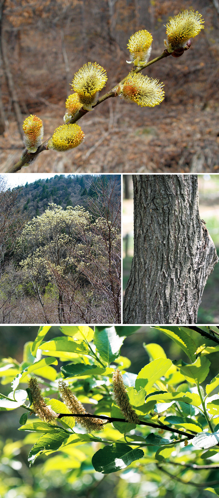 140320_korea_nature2.jpg