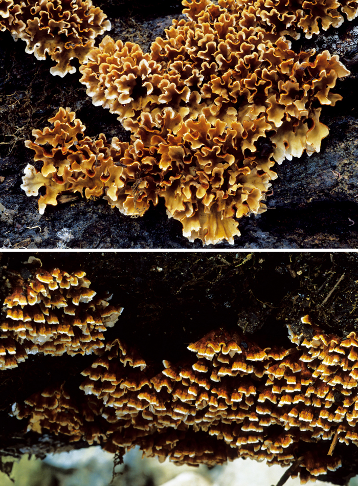 140320_korea_nature4.jpg