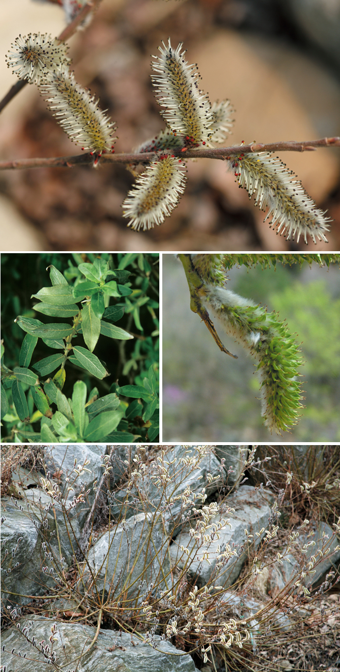 140326_korea_nature2.jpg