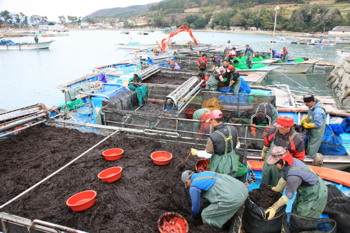 Marine farmers in Wando County prepare the raw laver for processing. (photo courtesy of Wando County)