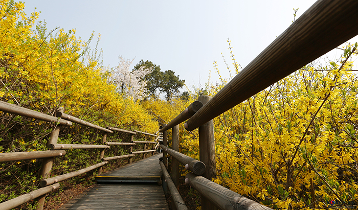 An annual forsythia festival takes place every March. (photo: Jeon Han)