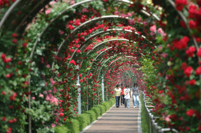 A rose tunnel can be found adjacent to the Jungnangcheon Stream. (photo courtesy of Seoul City)