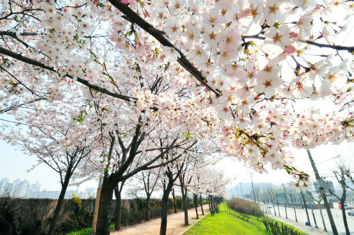 There are trails running along Anyangcheon Stream in Yangcheon-gu District. (photo: Seoul City)