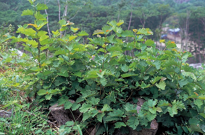 140424_korea_nature_2.jpg