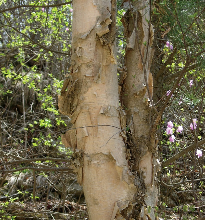 140501_korea_nature_222.jpg