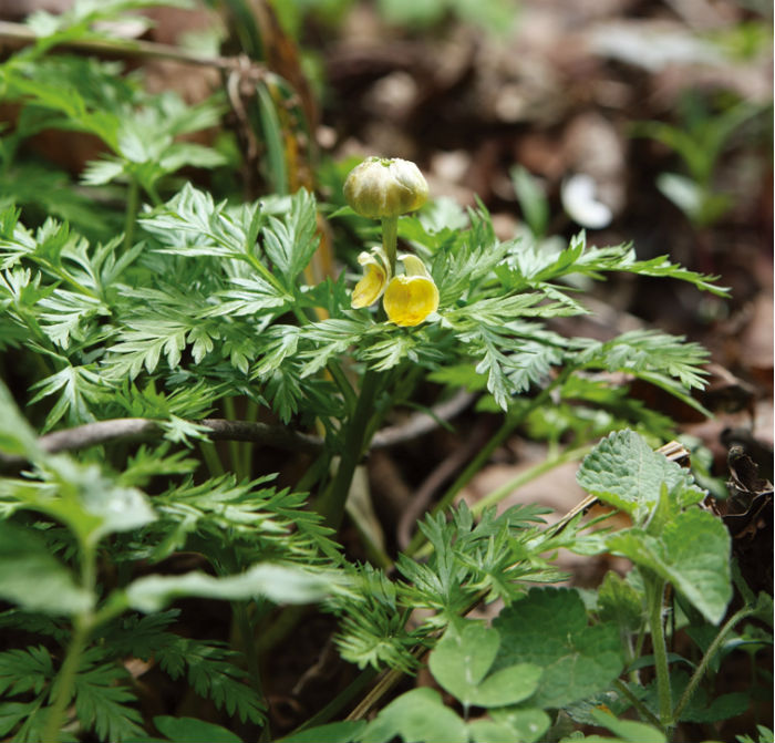 140501_korea_nature_444.jpg