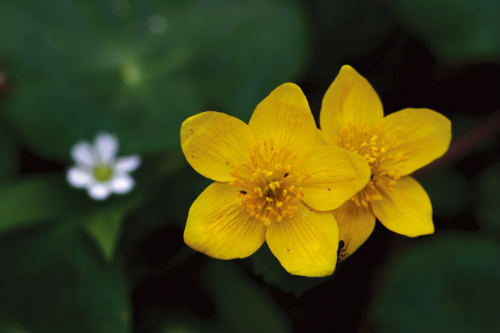 140529_korea_nature_4.jpg