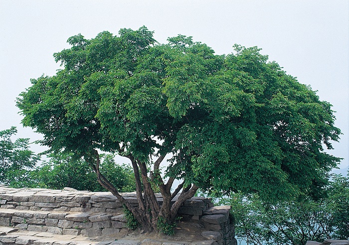 140619_korea_nature_22.jpg